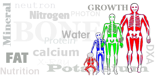 Body Composition Measurement