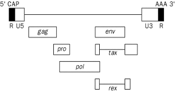 Figure 1. Genomic structure of HTLV-1