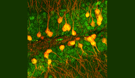 From the Labs - Image of the Month December 2022