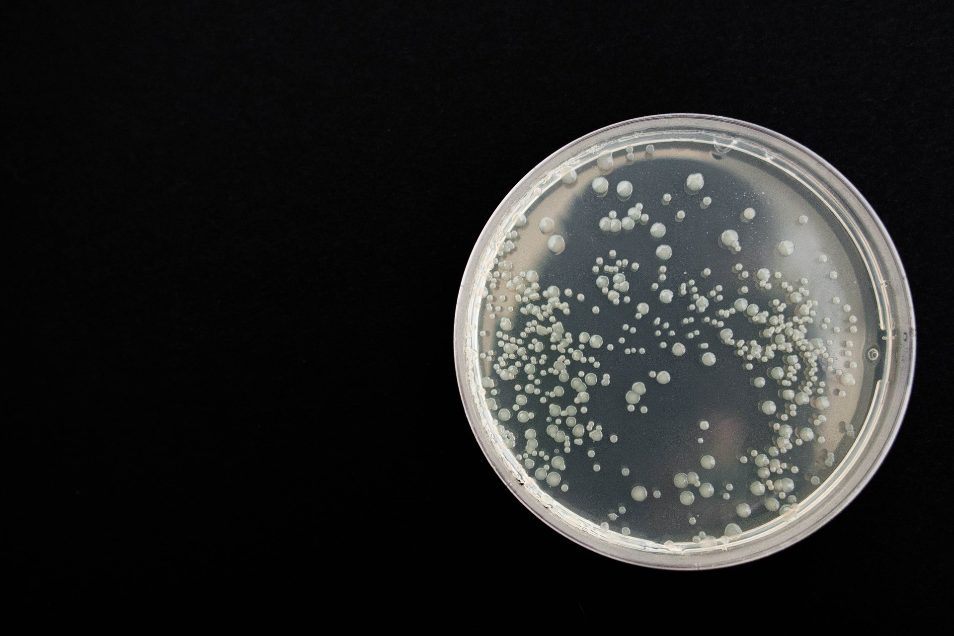 Drug decelerates bacterial race to antibiotic resistance | BCM