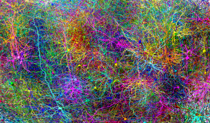 NEURD - Proofreading the map of the brain | BCM