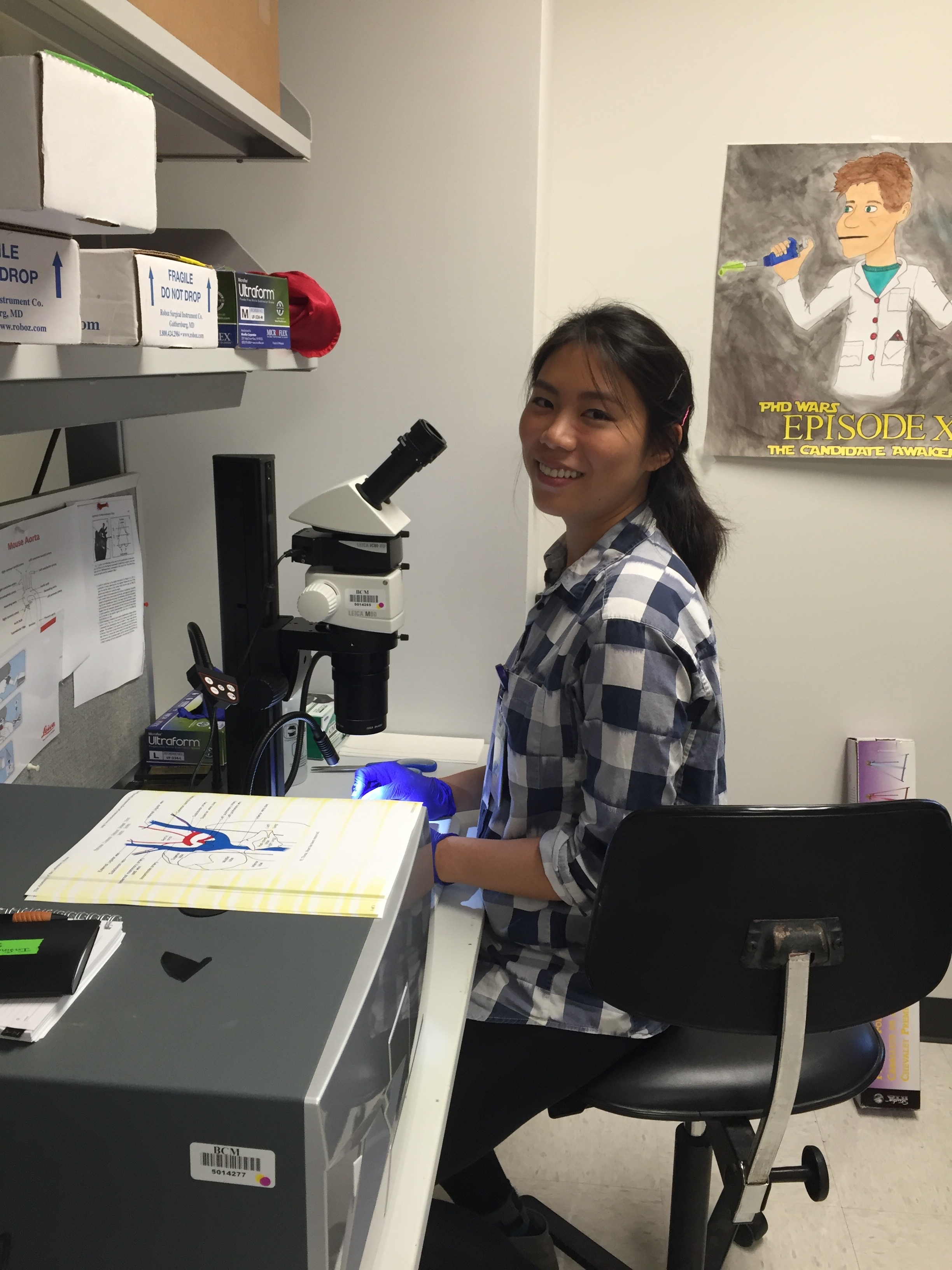 Renee Yeh dissects aortas to determine atherosclerotic lesion burden