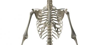An illustrated portion of a human skeleton.