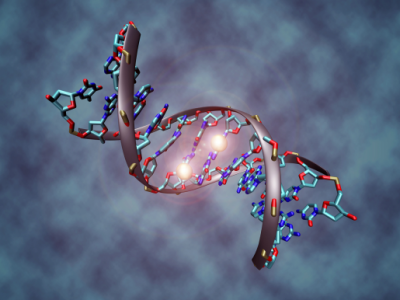 DNA molecule that is methylated on both strands