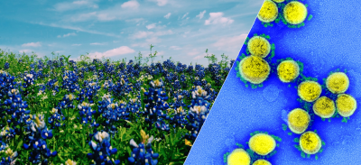 A field of bluebonnets juxtaposed with a transmission electron micrograph of SARS-CoV-2 virus particles. 