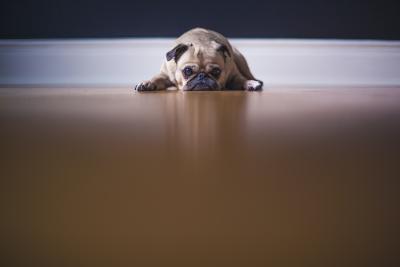 A small dog lying prone on the floor with its paws extended