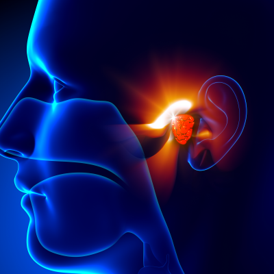 An illustrated view of the inner-workings of an ear.