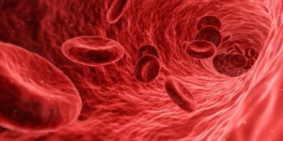 Illustration of red blood cells