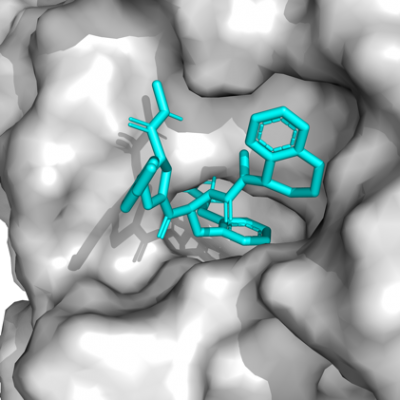 Pictured here is a model of the enzymatic pocket of thrombin (gray background surface) with the bound inhibitor molecule (cyan stick structure).