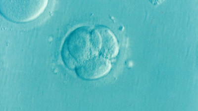 embryo