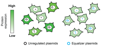 Illustration showing Equalizer plasmids affecting protein expression
