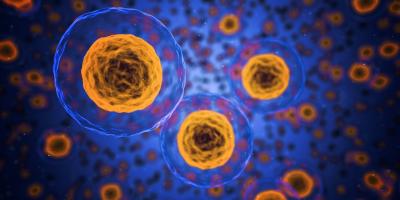 Image of a human cell.