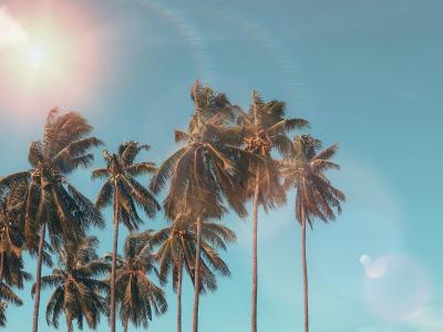 Photo of the sun in the blue sky with palm trees in the foreground. 