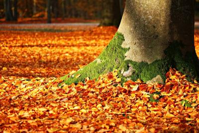 Photo of the base of a tree with the ground covered in orange fall leaves