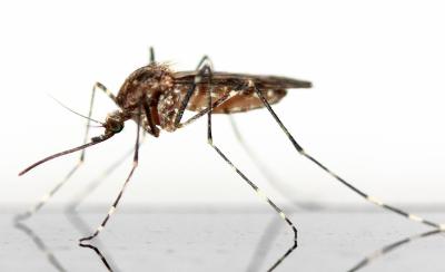 Close up photograph of a mosquito standing on a white background.