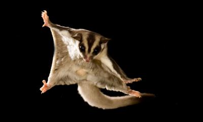 A portrait of a sugar glider gliding in the air with a black background.