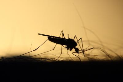 Silhouette of a mosquito on a hairy arm. 