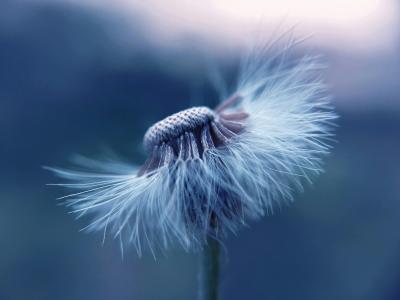 Close up photo of a dandelion with half of it's pollen missing