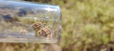 Image of a soft tick