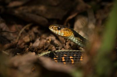 Close up of snake in grass