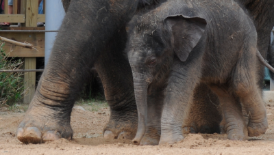 Baylor the elephant 2010