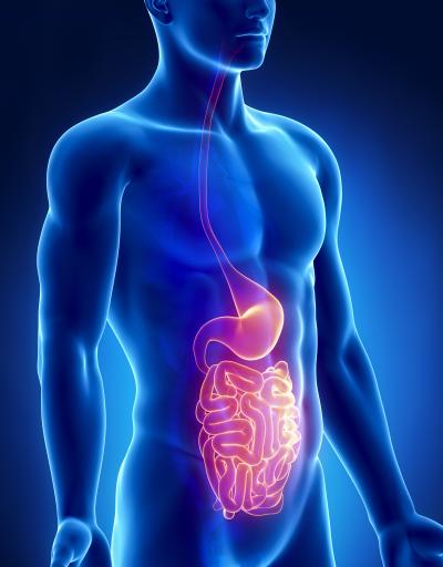 How good bacteria can help keep a gut healthy