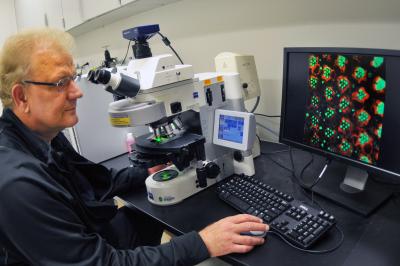 Hugo J. Bellen, D.V.M., Ph.D.