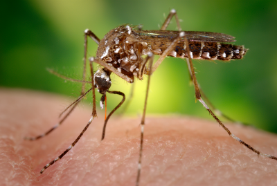 Dr. Peter Hotez says eradicating mosquito populations will help control the spread of the Zika virus.
