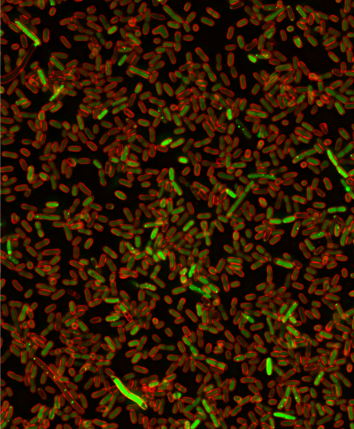 A team led by researchers at Baylor College of Medicine and the University of Texas at Austin has applied an unconventional approach that used bacteria to discover human proteins that can lead to DNA damage and promote cancer.