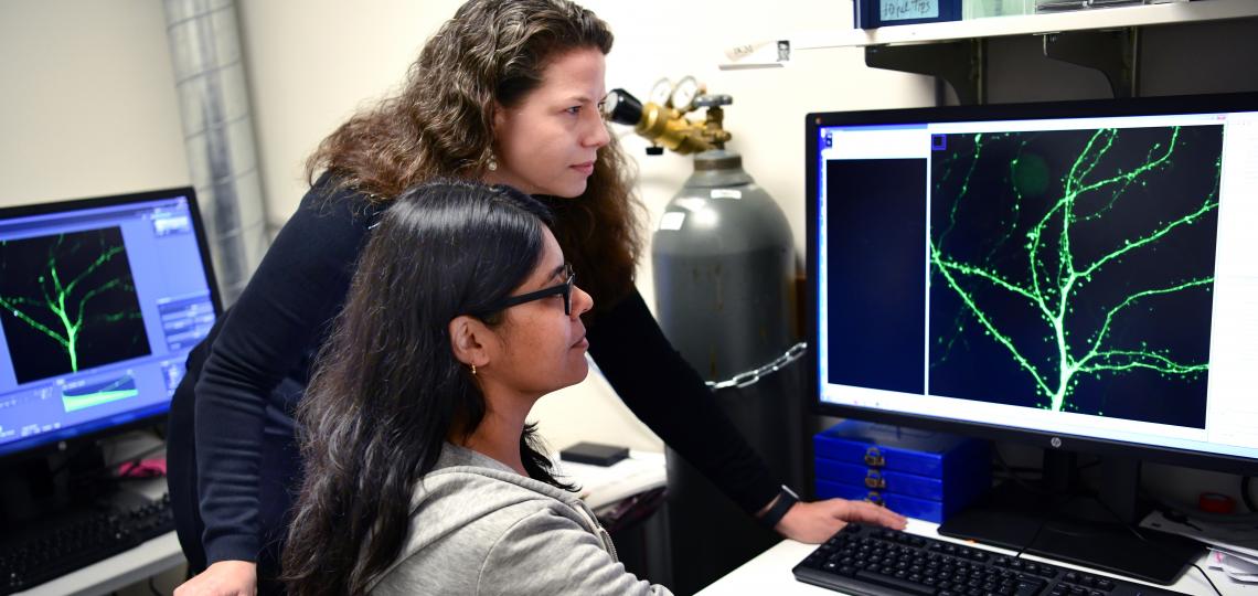 Kimberly Tolias Lab Neuroscience