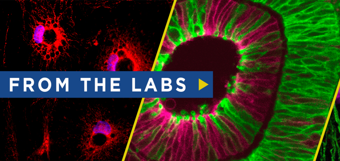 From The Labs