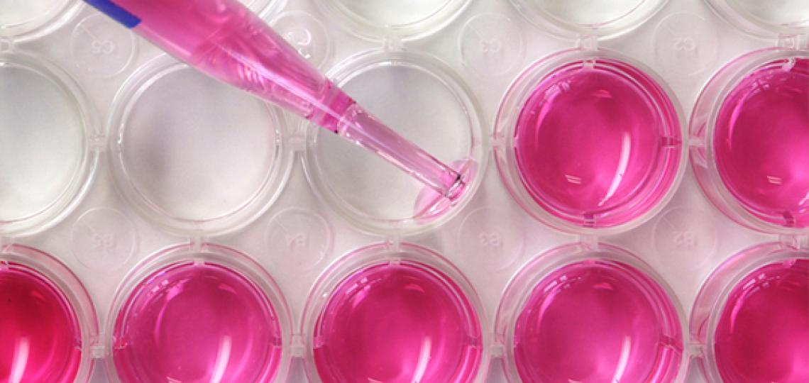 A colored liquid being placed in modules on a tray for research purposes.