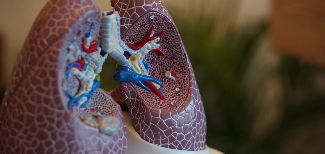 A partial cross-cut model of human lungs.
