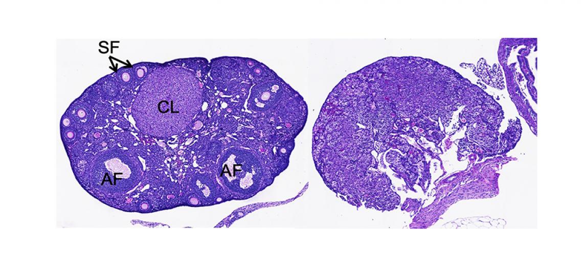 Image from Pangas Laboratory