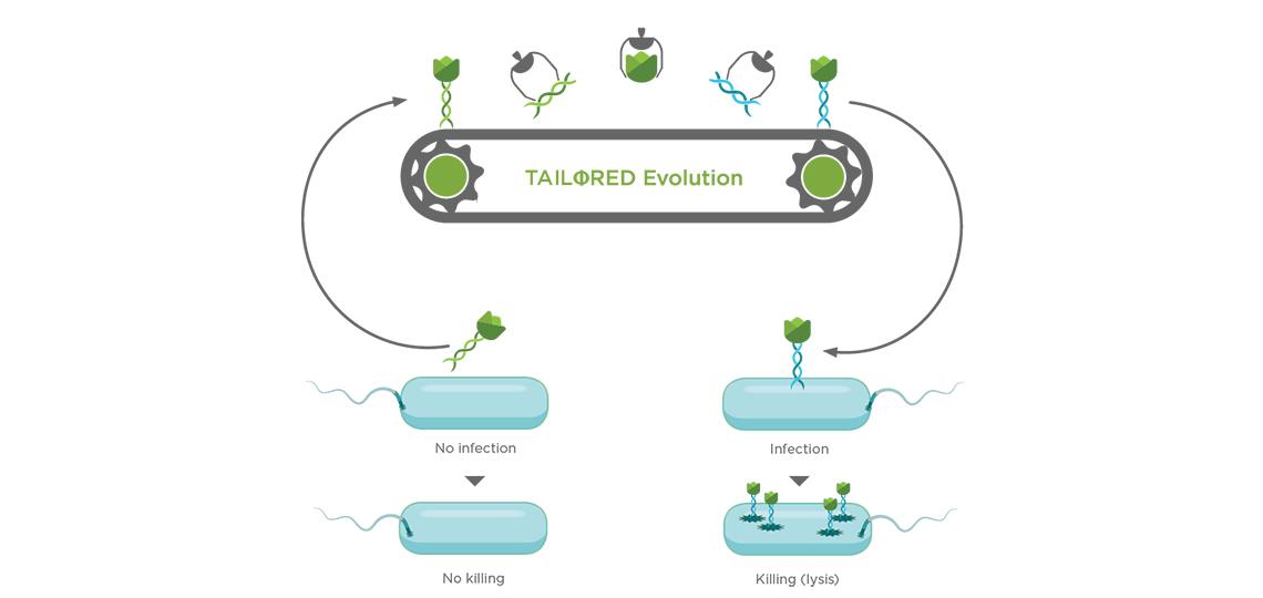Tailored Evolution