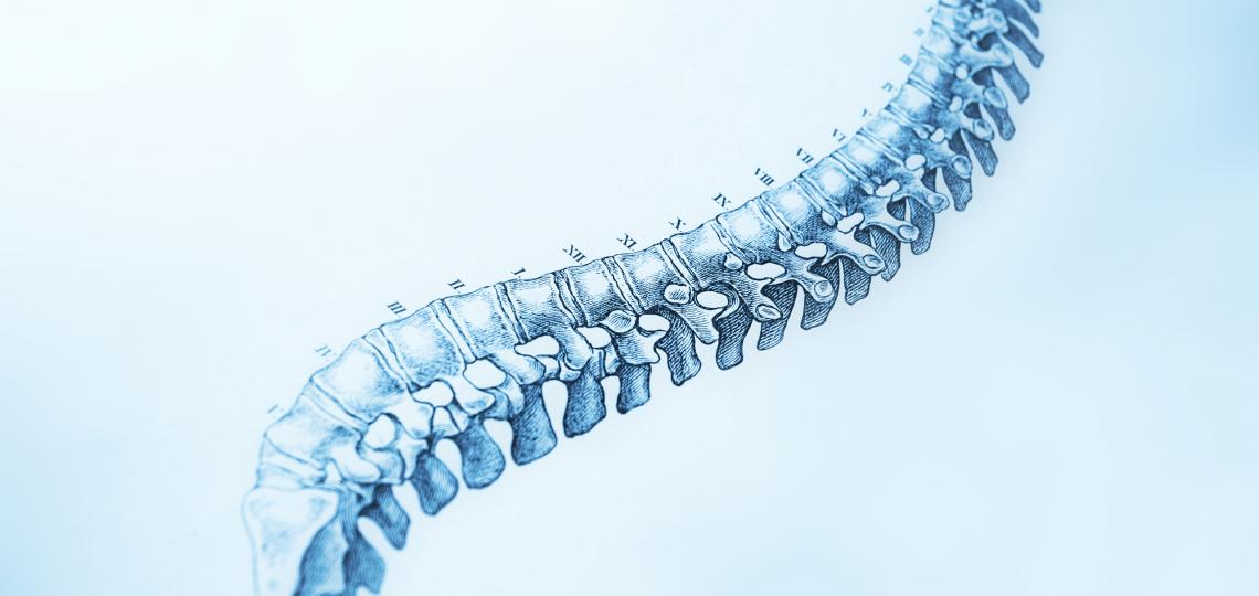 anatomical-spine