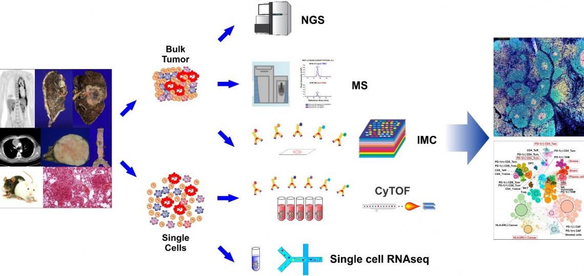 Systems Onco-Immunology Approaches