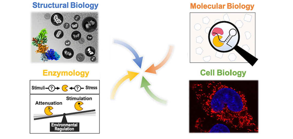 Pillon Lab Banner