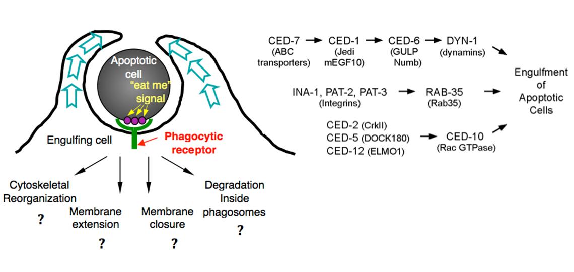 Figure 2: Zhou Lab