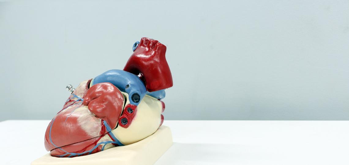 Model of heart