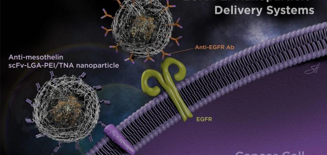 It’s all in the delivery – Antibodies improve nanoparticle delivery of therapeutic nucleic acids, image by Scott Holmes, CMI