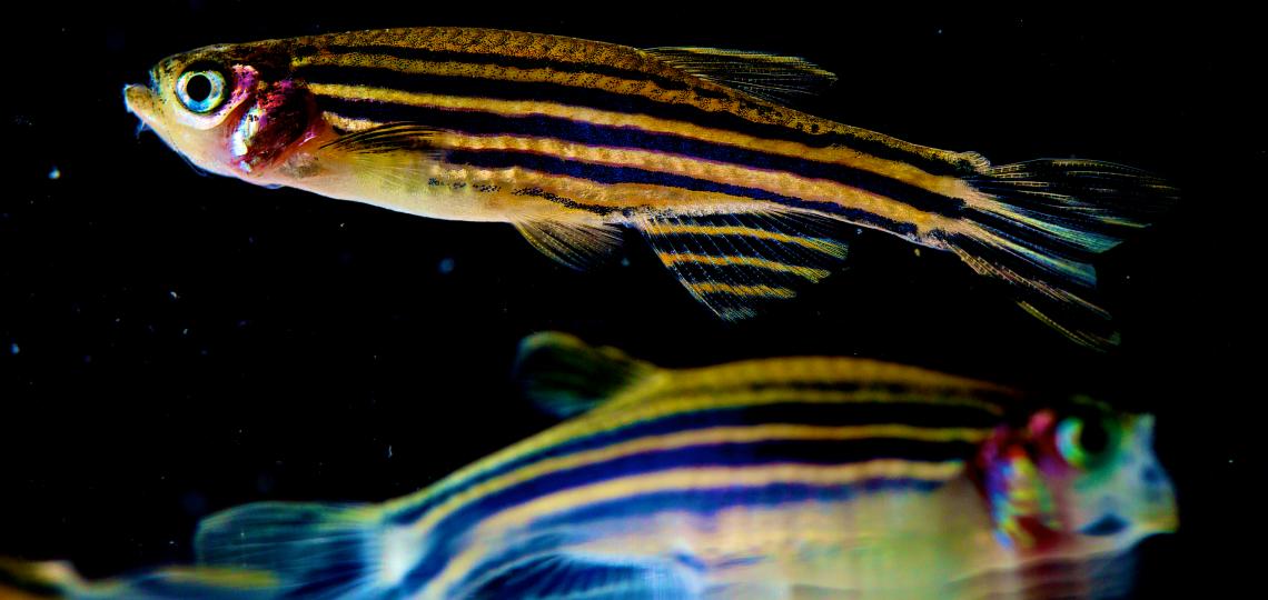 Zebrafish Core