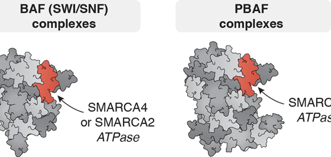 BAF (SWI/SNF) and PBAF complexes