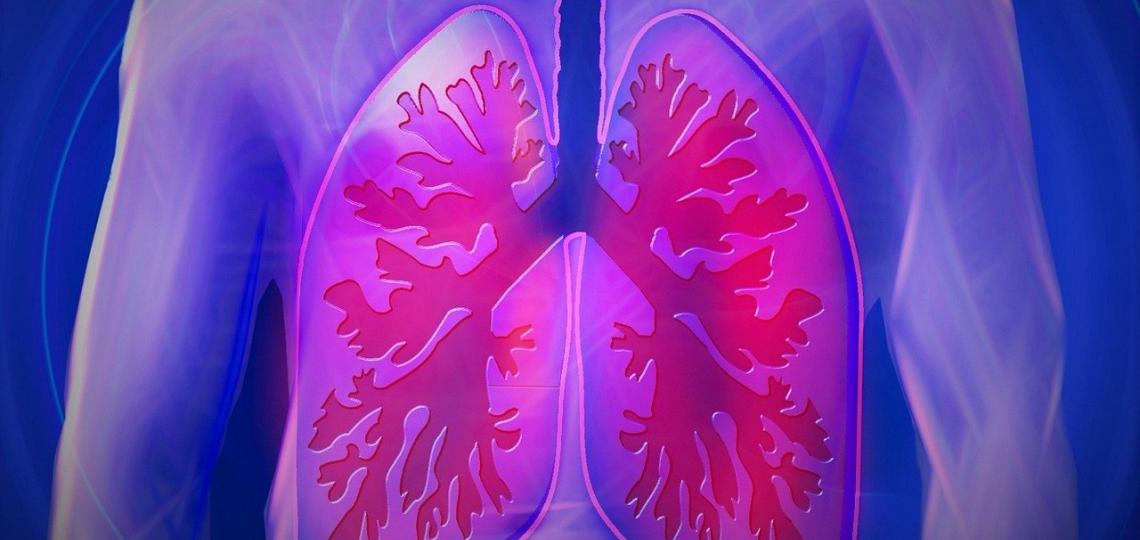 Lungs