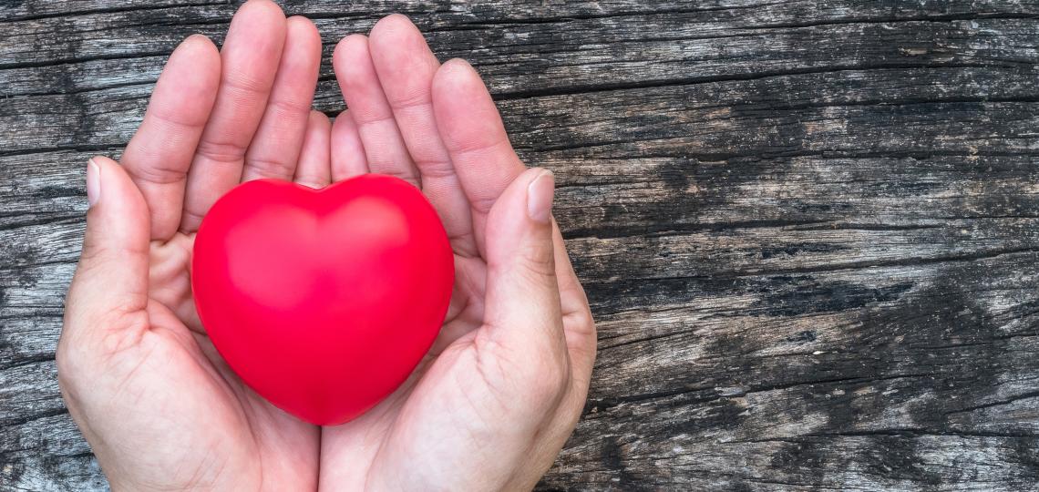 A person holding a model heart in their hand.