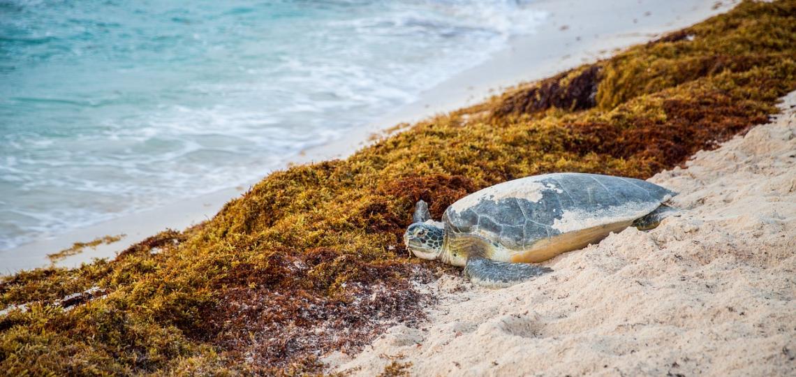 Photo of the shoreline covered with brown seaweed and a seaturle