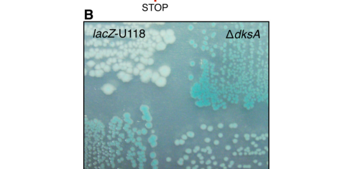 Photo of RNAP secondary channel factors
