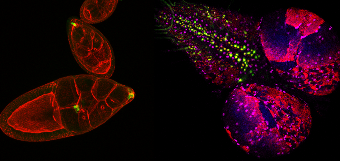 Banner for Wagner Lab featuring genomic medicine 