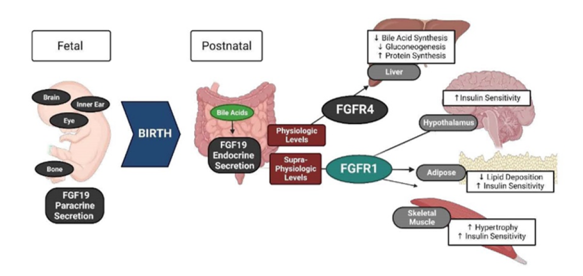 Illustration of Biology of Fibroblast Growth Factor 19