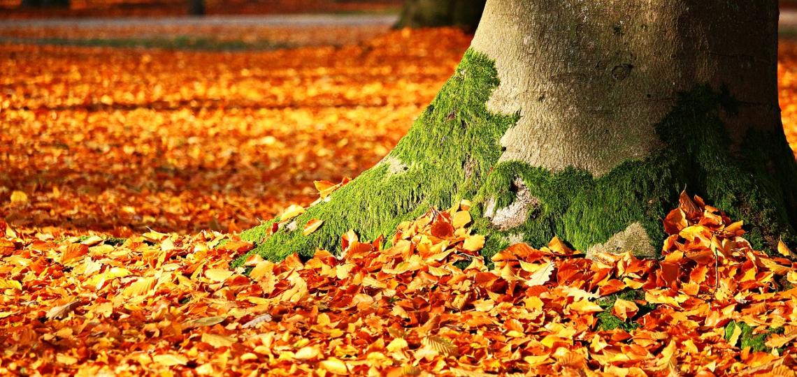 Photo of the base of a tree with the ground covered in orange fall leaves